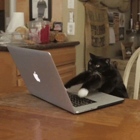 Cat working on test